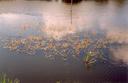 #6: Aquatic flora in a pond (Polygonum amphibium f. natans, view towards W)