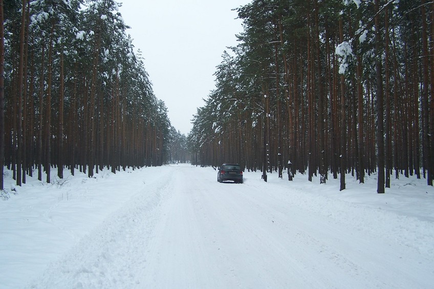 Winter forest