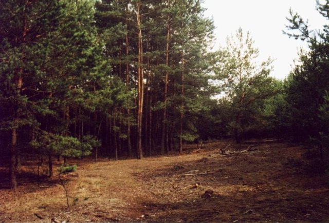 Small forest opening at the confluence