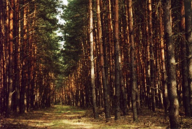 Pine forest along my way to confluence