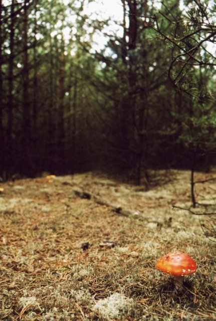 A toxic mushroom near confluence