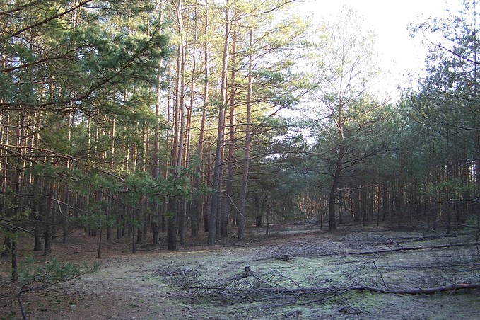 General view of the confluence (towards E)