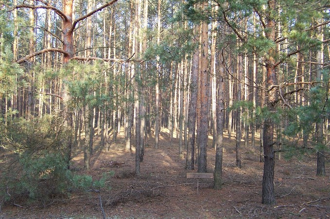 View towards N from the confluence