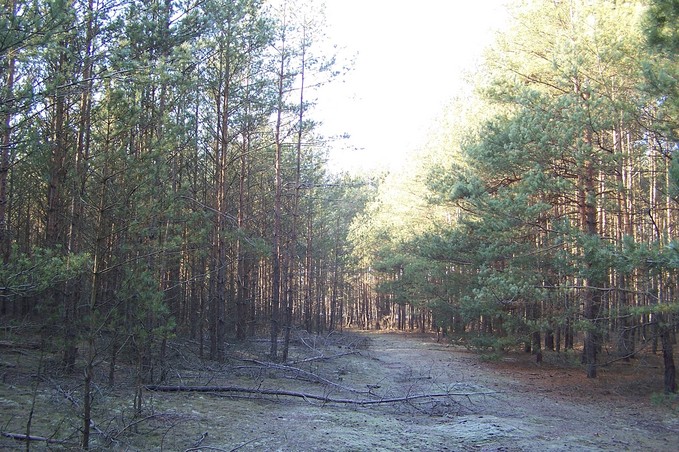 View towards W from the confluence