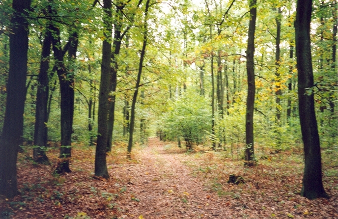 View towards S from the confluence