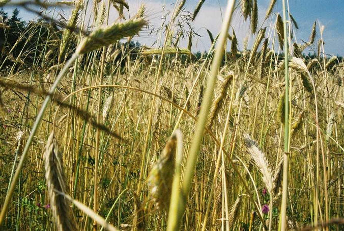 pole niedaleko Borowca Nowego / a field near Borowiec Nowy