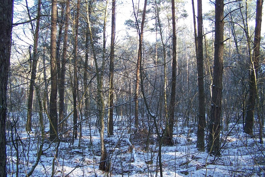 View towards E from the confluence