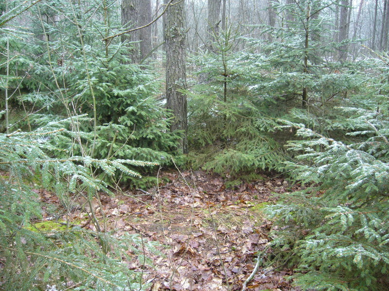 General view towards west - Widok ogólny w kierunku zachodnim