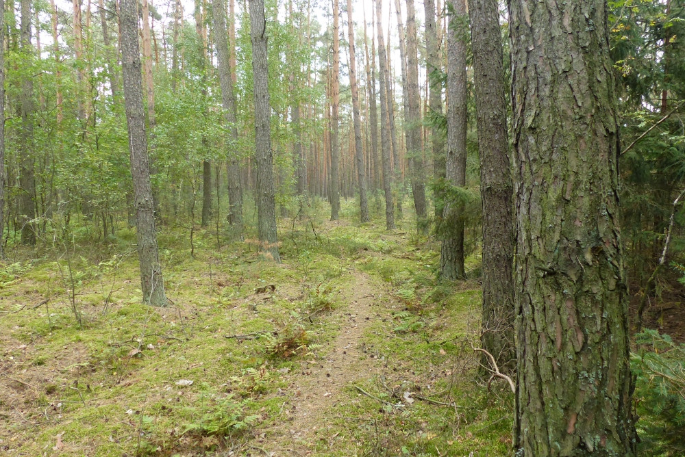 Widok w kierunku E / East view