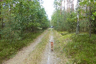 #10: Droga leśna doprowadzająca w pobliże punktu / A forest road leading to the CP