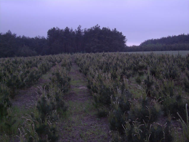 Za chwile bedzie padac deszcz - rain is coming