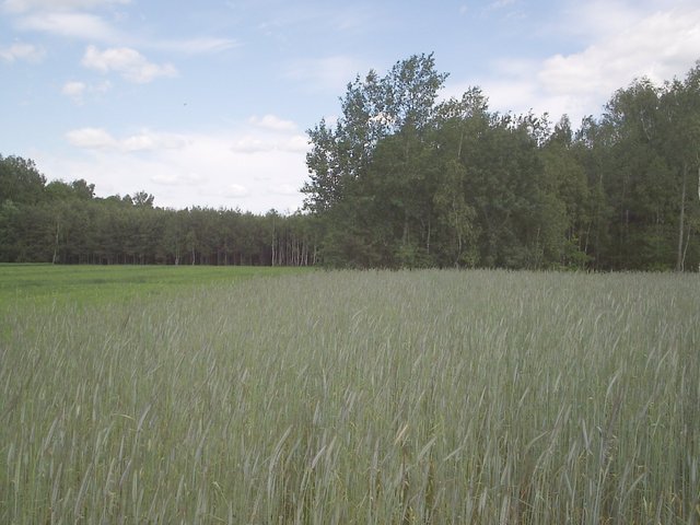 Widok sprzed młodnika (kilkanaście metrów) w kierunku E. / view east from in front of nursery