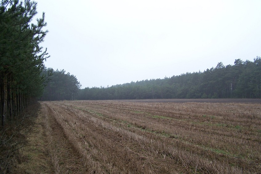 View towards W along the forest edge