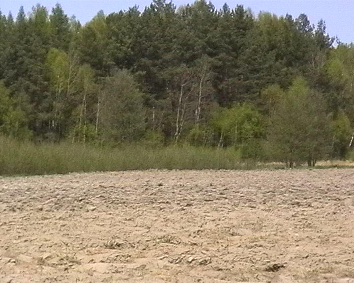 Small glade between the field and a forest.