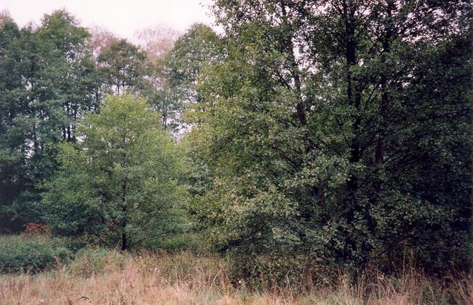 View towards W from the confluence