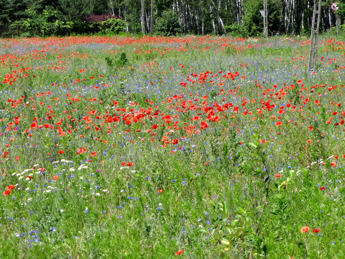 Poppies on the way / Маки по дороге