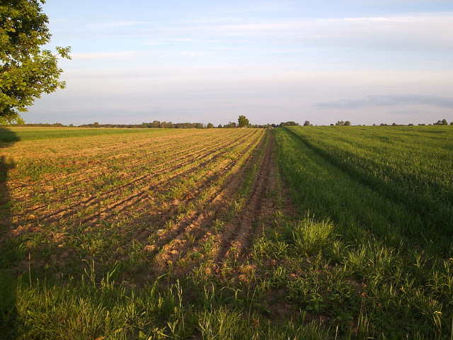 Ogólny widok na pole uprawne z CP (w kierunku S) / overall view from south