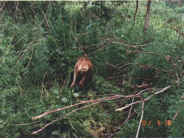 young doe (or deer?)