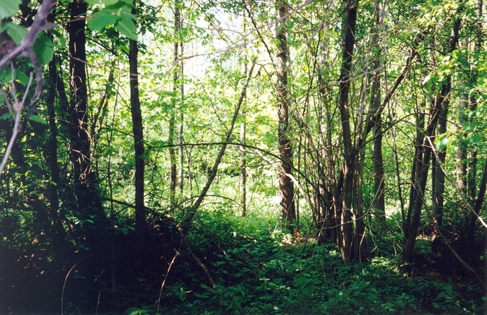 General view of the confluence (towards N)