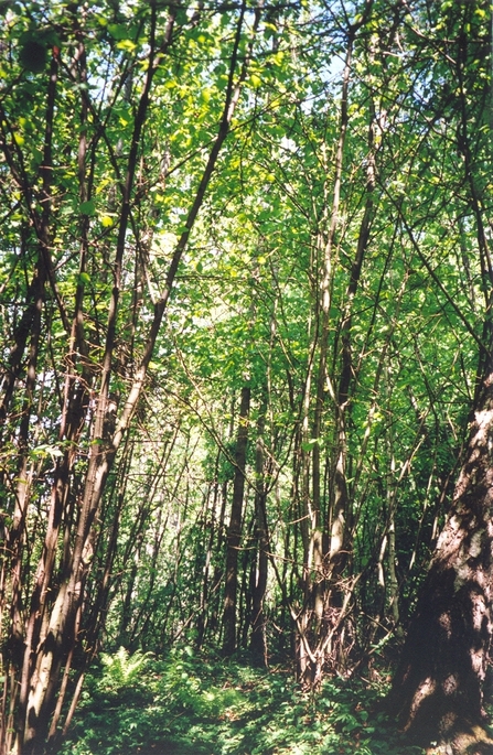 View towards E from the confluence