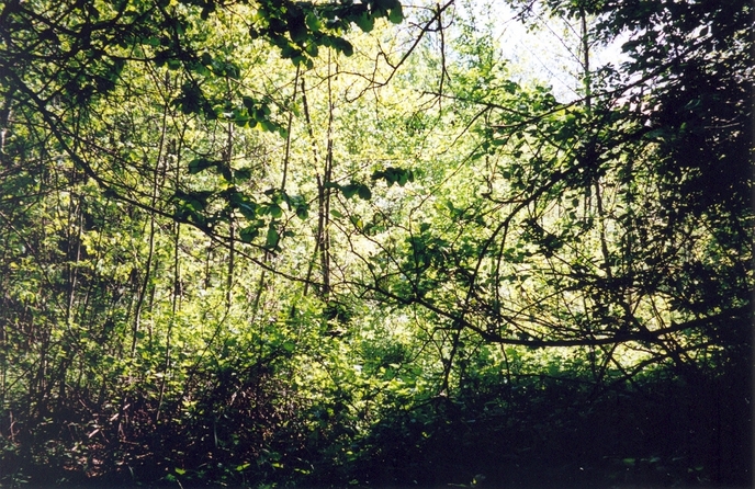 View towards S from the confluence