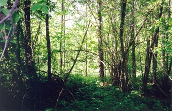 #1: General view of the confluence (towards N)