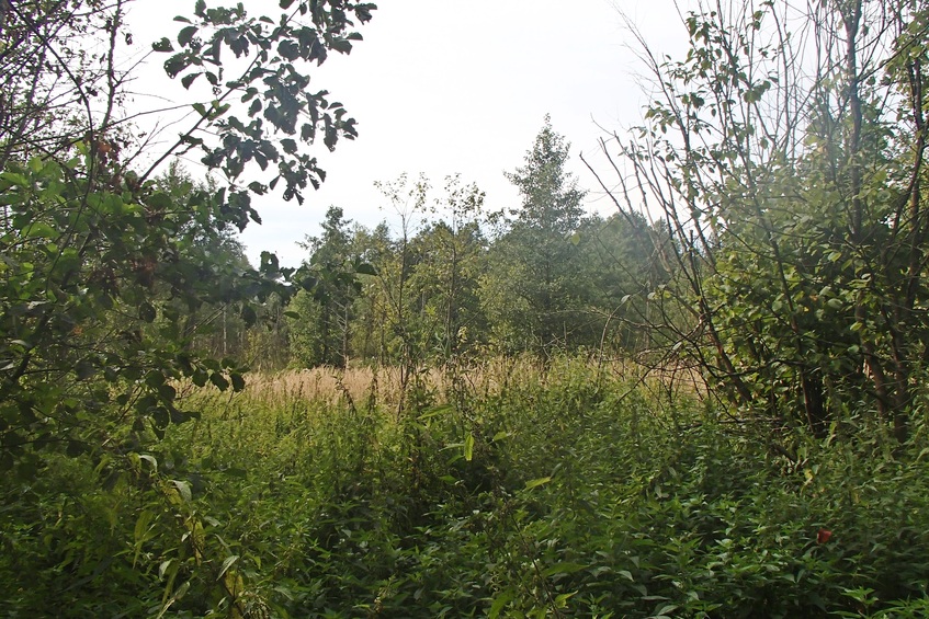 The confluence spot is somewhere among those trees / Точка пересечения где-то среди тех деревьев