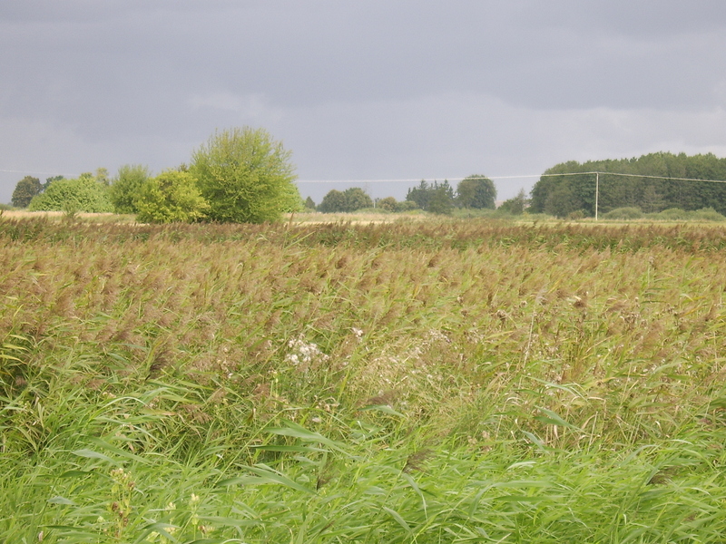 High reeds, sedges - Wysokie trzciny, turzyce