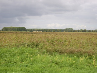 #1: General view (towards N) - Widok ogólny (kierunek Pn) 