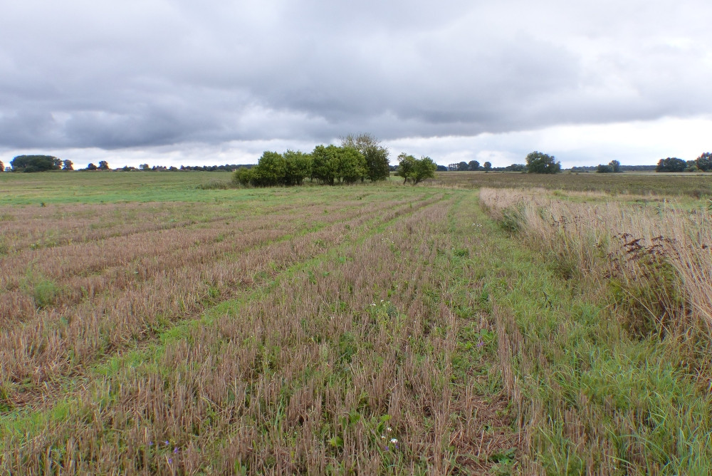 Bieg przez ściernisko do punktu / Running through the stubble to the CP