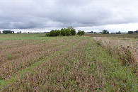 #10: Bieg przez ściernisko do punktu / Running through the stubble to the CP