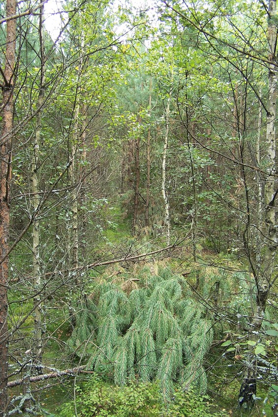 View towards S from the confluence