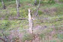 #9: Fallen fence 