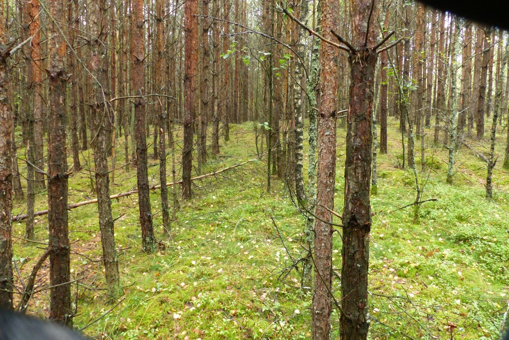 Widok w kierunku S / South view