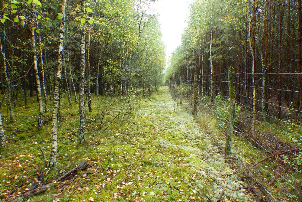 Przecinka i płot wzdłuż niej łatwo doprowadzają niemal do samego punktu / The clearing and the fence. It's easily lead almost to the CP along it 