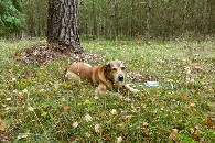 #8: Pixel cierpliwie oczekujący na dokończenie spaceru / Pixel is waiting patiently