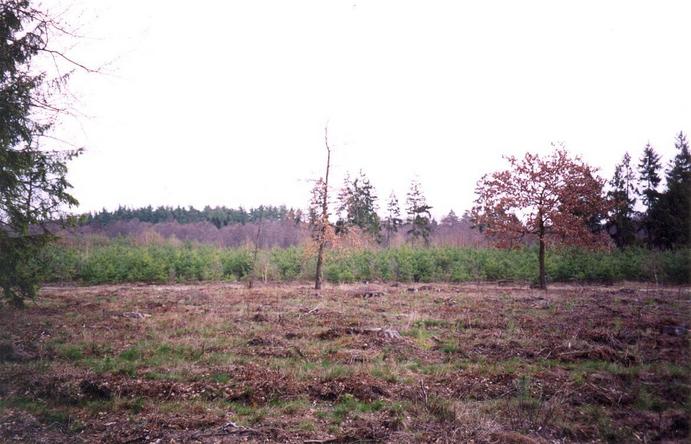 View north from the confluence