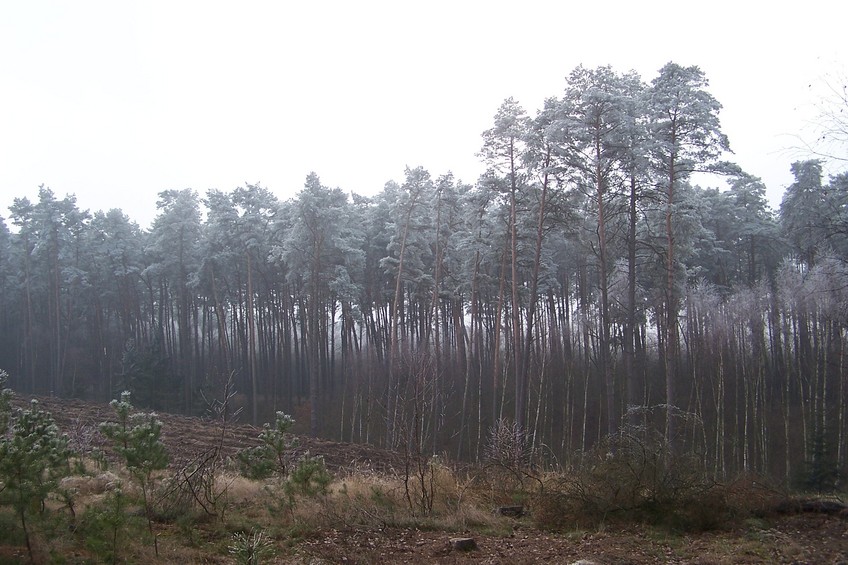 View towards SW from the confluence