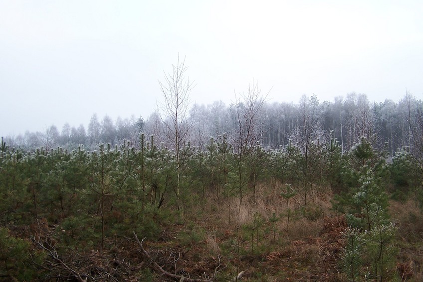 View towards SE from the confluence