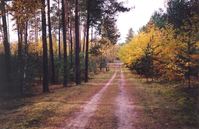 The nearby road (view towards W) the confluence is about 5 meters to the left