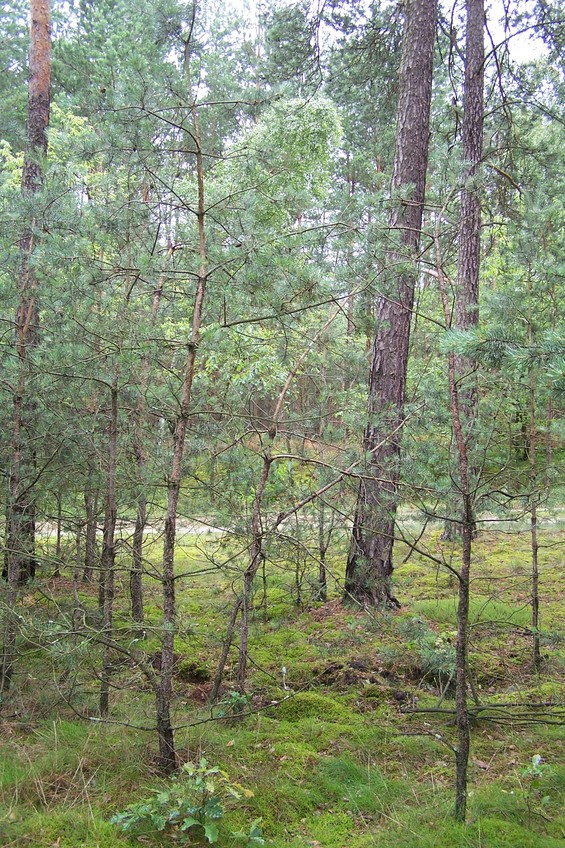 General view of the confluence (towards N)