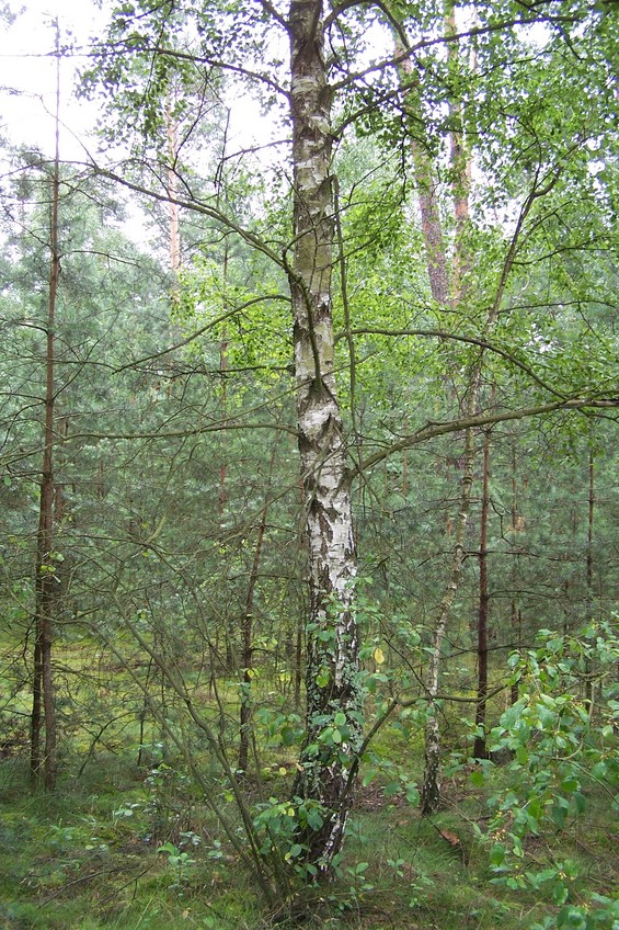 View towards S from the confluence