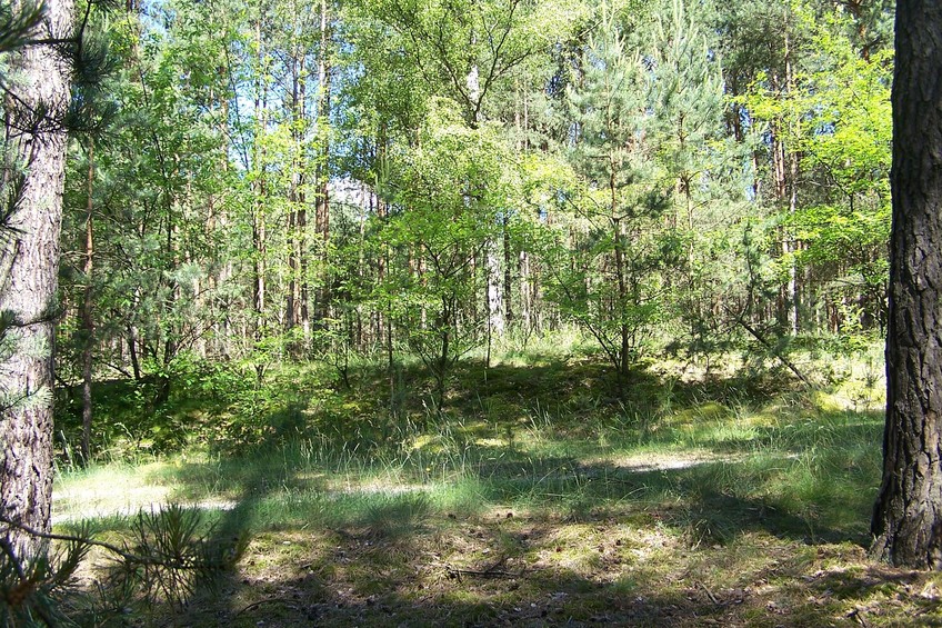 General view of the confluence (towards N)