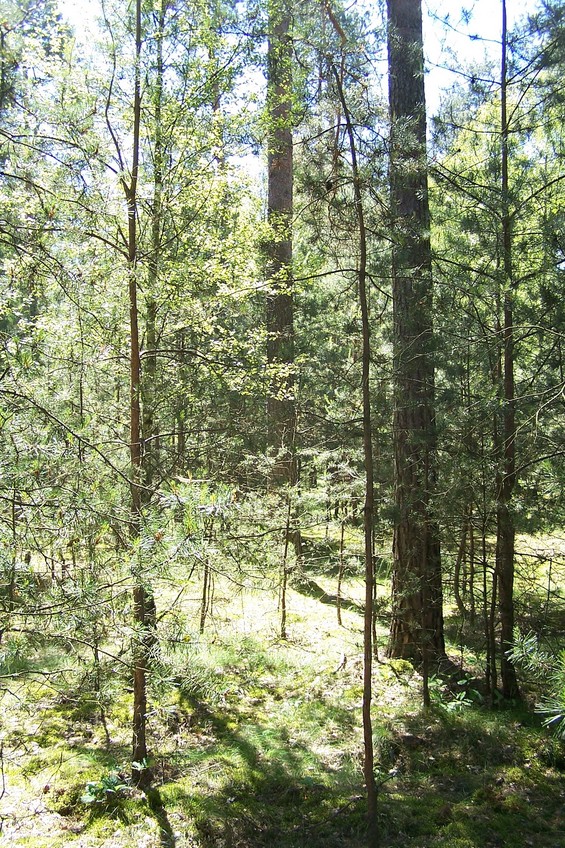 View towards S from the confluence