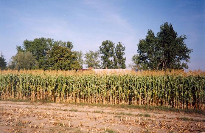 General view of the confluence (towards E)