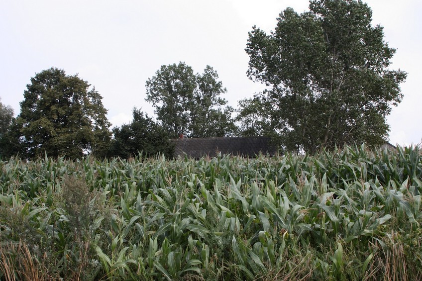 General view (toward east) - Widok ogólny (kierunek wschód)