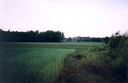 #4: View towards W from the confluence (in the background buildings of Fijałkowo)