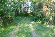 #9: Polna dróżka przez malutki las, właściwie lasek, bezpośrednio doprowadza do skraju pola / A dirt path through a tiny forest