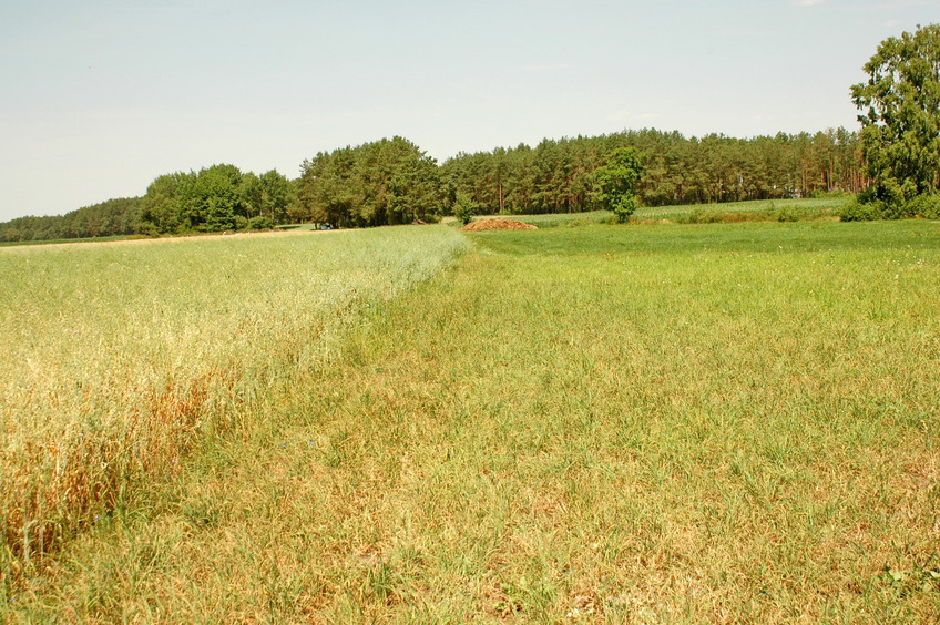 Edge of the field