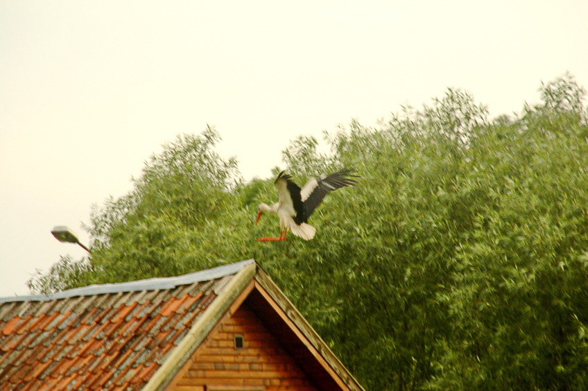 Landing Stork